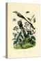 Mockingbird, 1833-39-null-Stretched Canvas