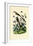 Mockingbird, 1833-39-null-Framed Giclee Print