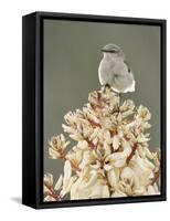 Mockingbird, Perched on Yucca Flower, Texas, USA-Rolf Nussbaumer-Framed Stretched Canvas