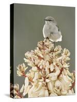 Mockingbird, Perched on Yucca Flower, Texas, USA-Rolf Nussbaumer-Stretched Canvas