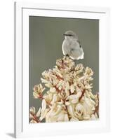 Mockingbird, Perched on Yucca Flower, Texas, USA-Rolf Nussbaumer-Framed Photographic Print