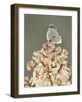 Mockingbird, Perched on Yucca Flower, Texas, USA-Rolf Nussbaumer-Framed Photographic Print