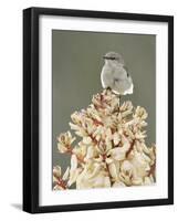 Mockingbird, Perched on Yucca Flower, Texas, USA-Rolf Nussbaumer-Framed Photographic Print