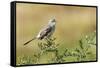 Mockingbird-Gary Carter-Framed Stretched Canvas