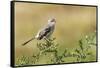 Mockingbird-Gary Carter-Framed Stretched Canvas