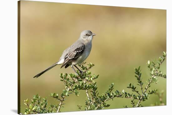 Mockingbird-Gary Carter-Stretched Canvas