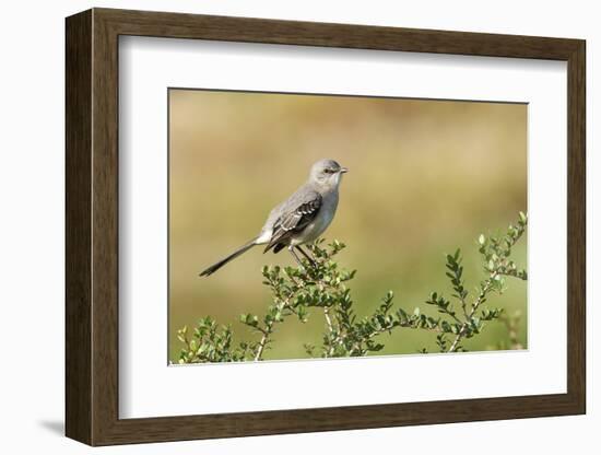 Mockingbird-Gary Carter-Framed Photographic Print