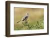 Mockingbird-Gary Carter-Framed Photographic Print