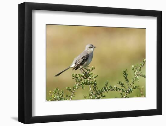 Mockingbird-Gary Carter-Framed Photographic Print