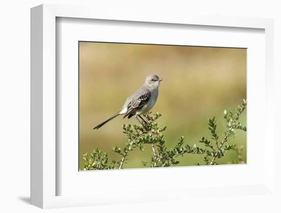 Mockingbird-Gary Carter-Framed Photographic Print