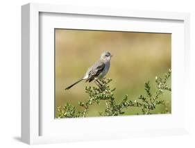 Mockingbird-Gary Carter-Framed Photographic Print