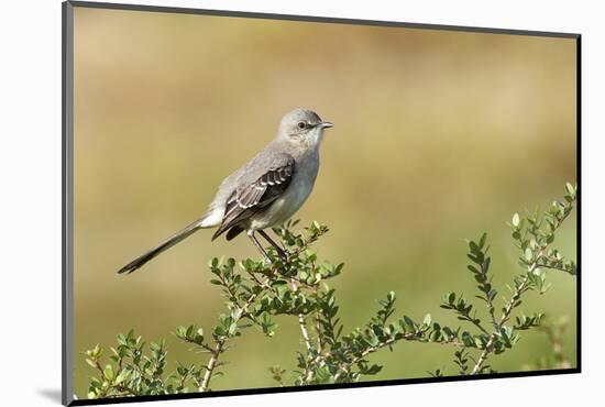 Mockingbird-Gary Carter-Mounted Photographic Print