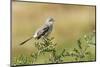 Mockingbird-Gary Carter-Mounted Photographic Print