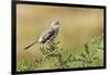 Mockingbird-Gary Carter-Framed Photographic Print