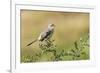 Mockingbird-Gary Carter-Framed Photographic Print