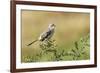 Mockingbird-Gary Carter-Framed Photographic Print