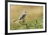 Mockingbird-Gary Carter-Framed Photographic Print