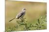 Mockingbird-Gary Carter-Mounted Photographic Print