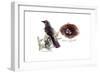 MOCKINGBIRD-BRUCE DEAN-Framed Art Print