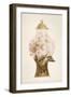 Model Covered Earthenware Vase Decorated with Phlox-Emile Gallé-Framed Giclee Print