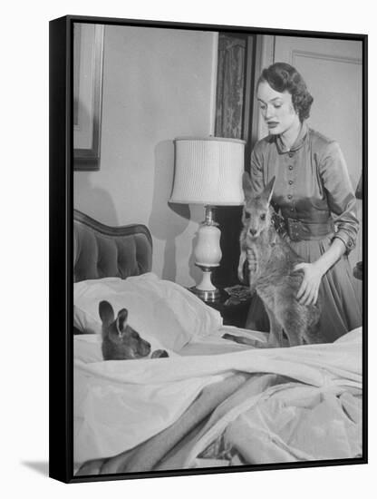 Model Loretta North with Small Kangaroos at the Australian Embassy Putting a Sick Kangaroo to Bed-null-Framed Stretched Canvas