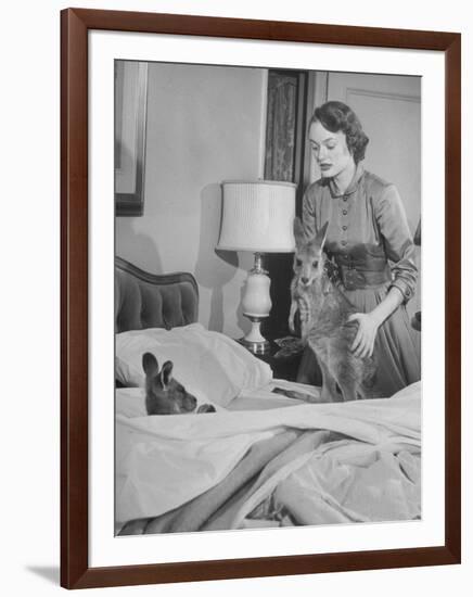 Model Loretta North with Small Kangaroos at the Australian Embassy Putting a Sick Kangaroo to Bed-null-Framed Photographic Print