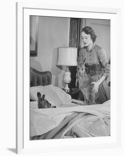 Model Loretta North with Small Kangaroos at the Australian Embassy Putting a Sick Kangaroo to Bed-null-Framed Photographic Print