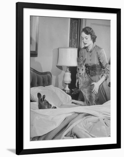 Model Loretta North with Small Kangaroos at the Australian Embassy Putting a Sick Kangaroo to Bed-null-Framed Photographic Print