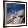 Model of a Bothriolepsis-CM Dixon-Framed Photographic Print