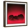 Model of a Foetus-Kevin Curtis-Framed Premium Photographic Print