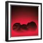 Model of a Foetus-Kevin Curtis-Framed Premium Photographic Print