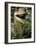 Model of Allosaurus Dinosaur at the National Zoo, Washington Dc-null-Framed Photographic Print