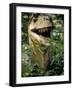 Model of Allosaurus Dinosaur at the National Zoo, Washington Dc-null-Framed Photographic Print