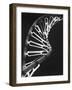 Model of Dna and Related Substance, Rna-null-Framed Photographic Print