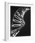 Model of Dna and Related Substance, Rna-null-Framed Photographic Print