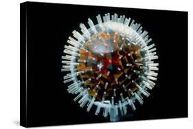 Model of Herpesvirus Particle-null-Stretched Canvas