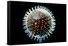 Model of Herpesvirus Particle-null-Framed Stretched Canvas