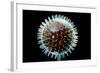 Model of Herpesvirus Particle-null-Framed Premium Photographic Print