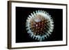 Model of Herpesvirus Particle-null-Framed Premium Photographic Print