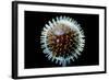 Model of Herpesvirus Particle-null-Framed Premium Photographic Print