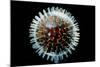 Model of Herpesvirus Particle-null-Mounted Premium Photographic Print