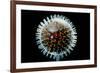 Model of Herpesvirus Particle-null-Framed Photographic Print