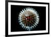 Model of Herpesvirus Particle-null-Framed Photographic Print