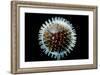 Model of Herpesvirus Particle-null-Framed Photographic Print