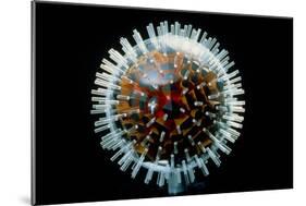 Model of Herpesvirus Particle-null-Mounted Photographic Print