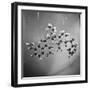 Model of N-Benzoyl-8-Carbethoxy-Quinotoxine Molecule Used in the Creation of Synthetic Quinine-null-Framed Photographic Print