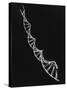 Model of Segment of Dna Molecule Which Governs Heredity-null-Stretched Canvas