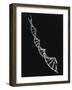 Model of Segment of Dna Molecule Which Governs Heredity-null-Framed Photographic Print