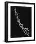 Model of Segment of Dna Molecule Which Governs Heredity-null-Framed Photographic Print