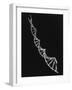 Model of Segment of Dna Molecule Which Governs Heredity-null-Framed Photographic Print